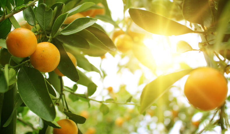 Fructele unui portocal se zăresc printre razele de soare