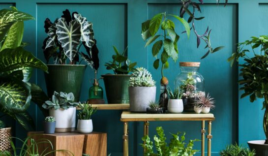 Plante de interior care purifică aerul din locuință