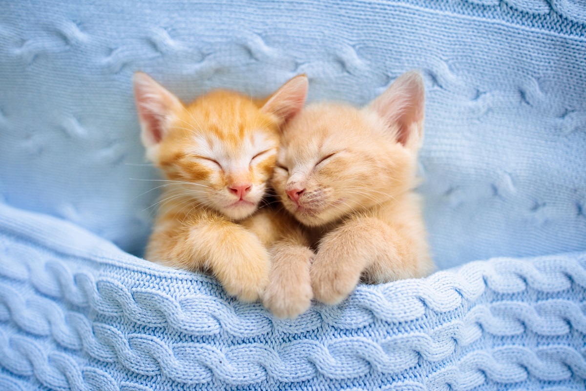 Două pisici vărgate, portocaliu, care dorm într-un material albastru, tricotat, una lângă cealaltă