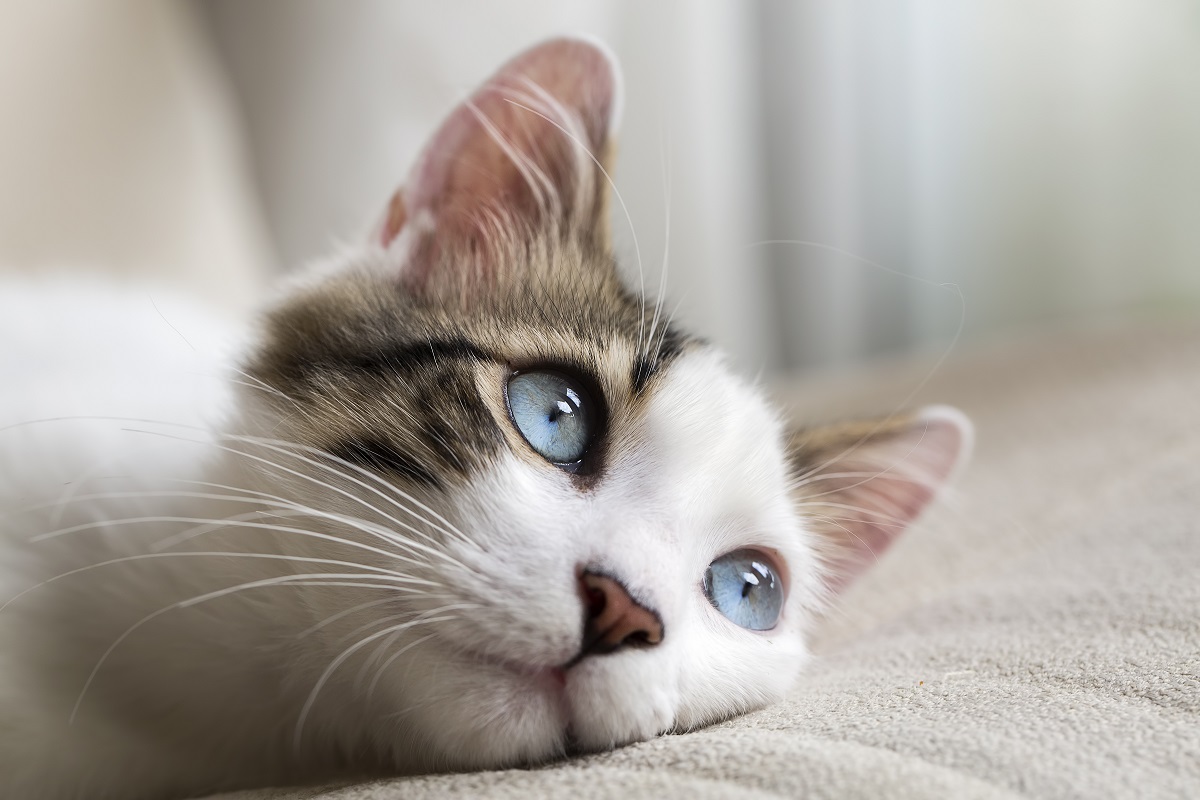 Pisică albă cu bej și negru, care stă cu capul pe o pernă gri. Are ochii albaștri și se uită în sus