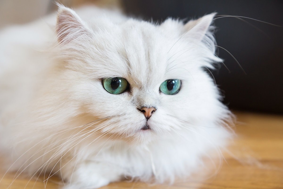 Pisică albă, cu ochi albaștri, care stă pe o podea de lemn. E pufoasă și se uită în jos