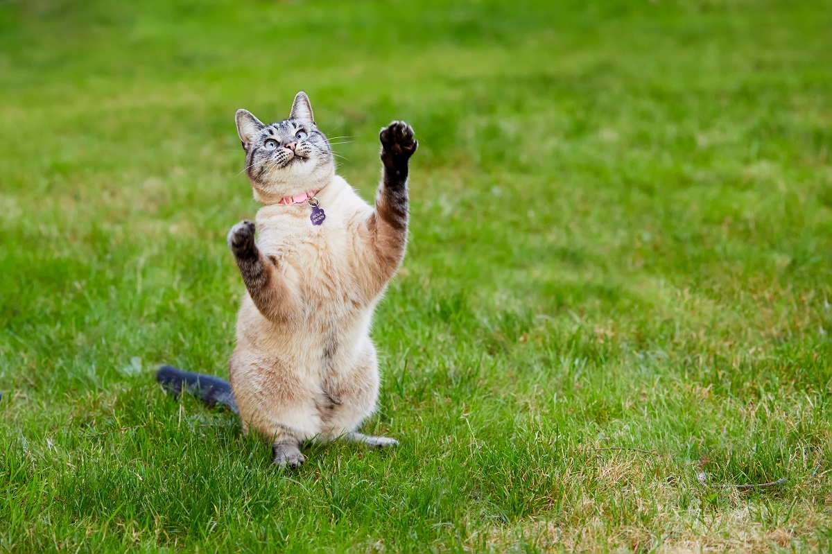 Pisică siameză care se joacă în iarbă. Are corpul bej, cu lăbuțe maro, ochi albaștri. Stă cu lăbuțele în aer, are ochii încrucișați, fundal verde, cu iarbă