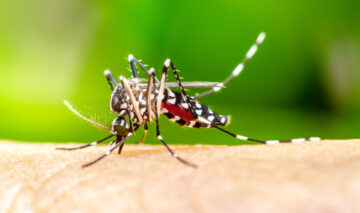 Un țânțar pe pielea unui om, pe un fundal verde
