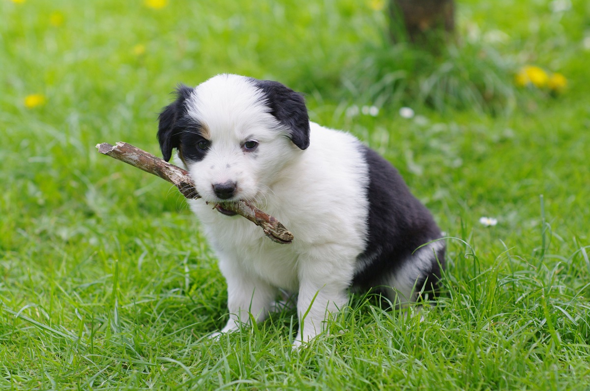 Câine alb cu negru, pui, care stă în iarbă. Are un bâț mic în botic