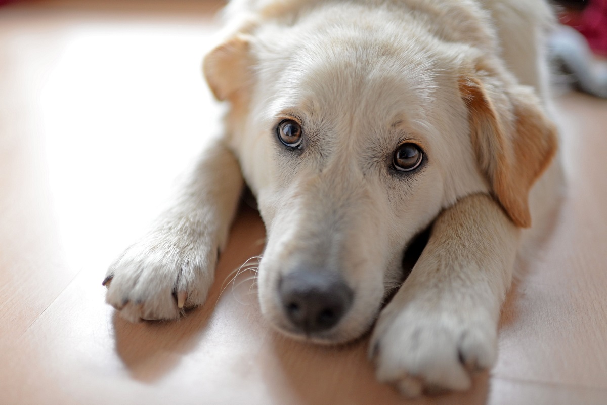 Câine labrador galben, care stă pe podea și se uită la cameră. Are ochii de culoare neagră