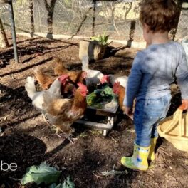 Fotografie cu micuțul Archie Mountbatten Windsor într-un țarc de găini pe care le hrănește