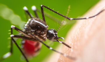 Un țânțar pe pielea unei persoane, gata să înțepe