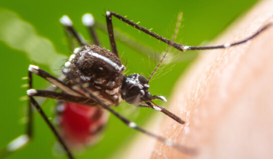 Un țânțar pe pielea unei persoane, gata să înțepe