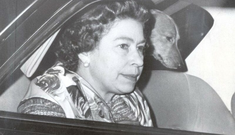 Prințul Andrew și Ducesa de York vor moșteni câinii Reginei Elisabeta. Unde vor locui de acum patrupezii Majestății Sale