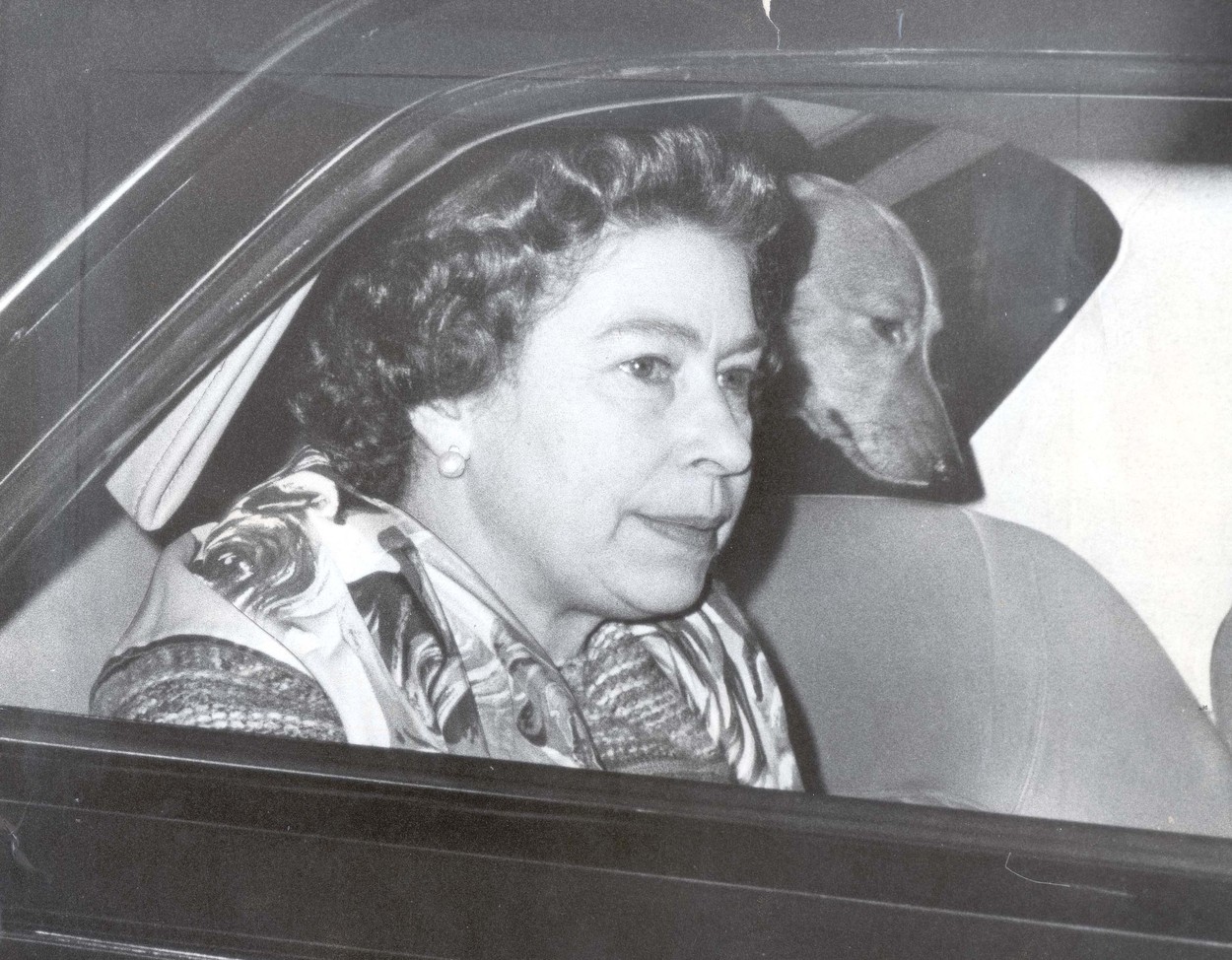 Regina Elisabea, în mașină, cu unul dintre câinii ei