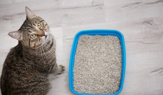 Nisipul pentru litiera pisicilor previne condensul geamurilor. Cum funcționează această metodă