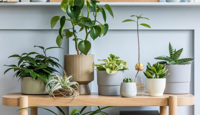 Plante de apartament care te scapă de mucegai. Ce recomandă specialiștii să aduci în casa ta