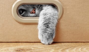 O pisică de culoare gri se află într-o cutie de carton și i se vede doar botul, un ochi și o lăbuță