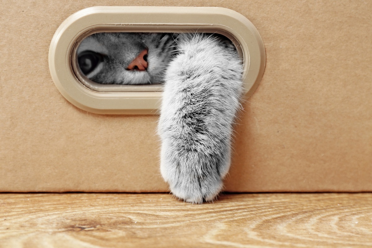 O pisică de culoare gri se află într-o cutie de carton și i se vede doar botul, un ochi și o lăbuță