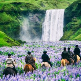 Mai mulți turiști călare pe cai se plimbă printr-un lan de levănțică, în unul dintre locurile de văzut măcar o dată în viață