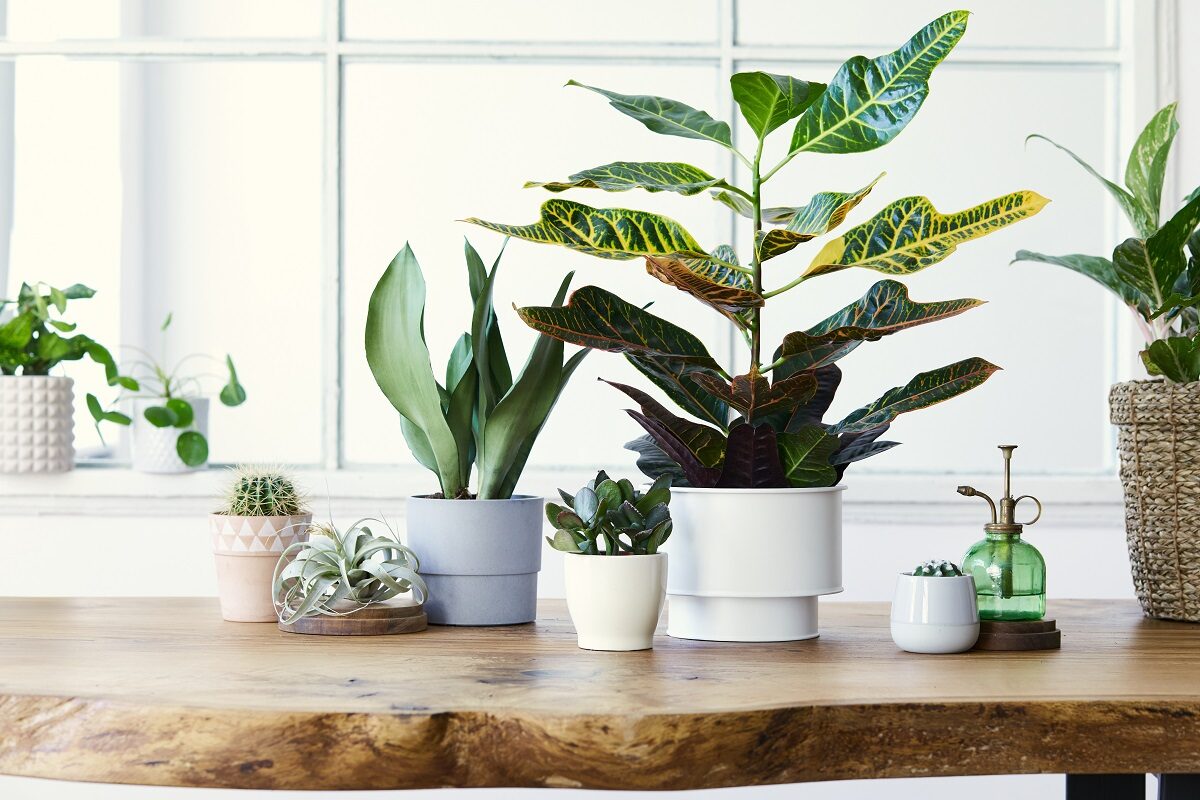 Mai multe plante de interior care elimină praful și toxinele din aer, verzi, curate și aranjate pe o masă din lemn masiv, maro