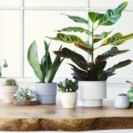 Mai multe plante de interior care elimină praful și toxinele din aer, verzi, curate și aranjate pe o masă din lemn masiv, maro
