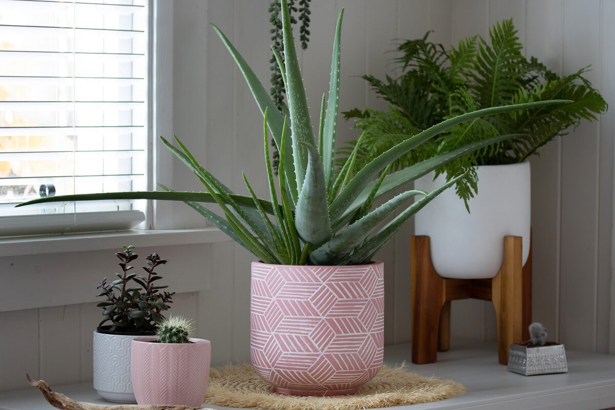 Trei plante de apartament care purifică aerul din casă