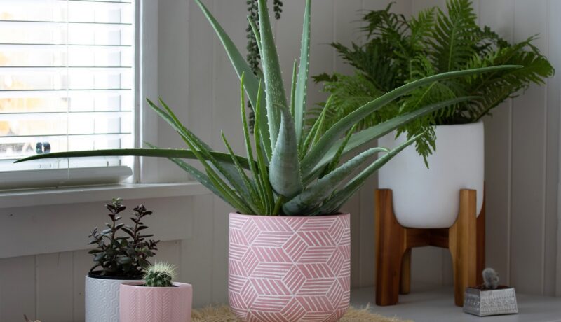 Plante care purifică aerul din casă. Recomandări pentru interiorul locuinței tale
