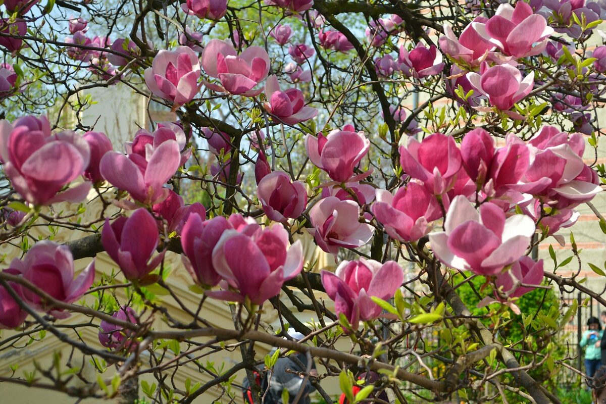 O fotografie cu cele mai frumoase locuri cu magnolii din București