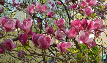 O fotografie cu cele mai frumoase locuri cu magnolii din București