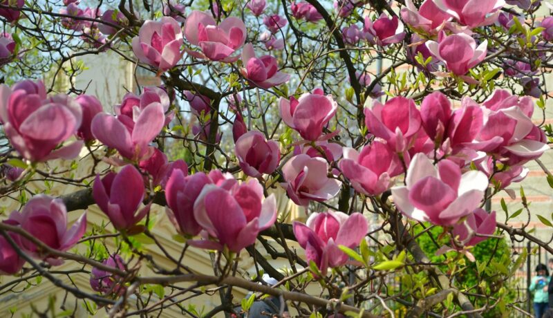 Locuri cu cele mai frumoase magnolii din București. Unde poți să te pozezi primăvara aceasta