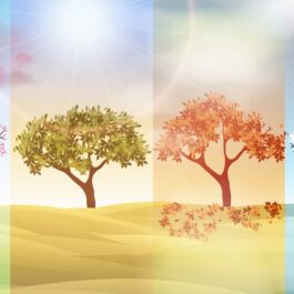 Cele patru anotimpuri ilustrate de copaci coloreți pentru a ilustra ce personaliatte ai în funcție de anotimpul în care te-ai născut