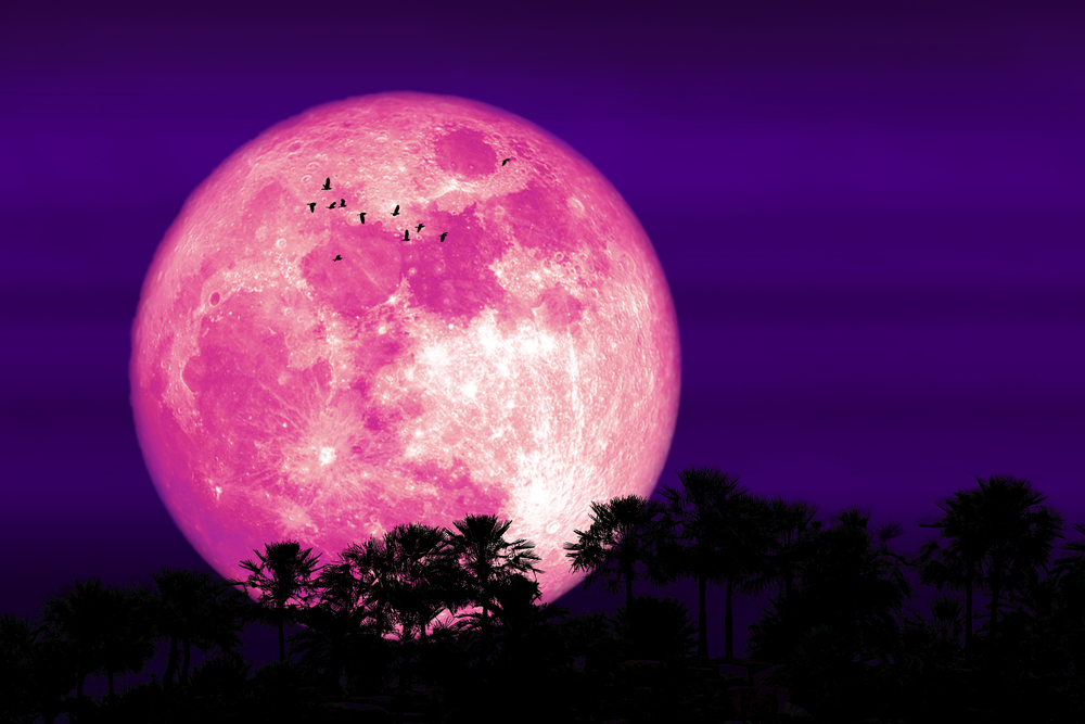 Luna roz, pe un cer de seară, care se vede printre copaci