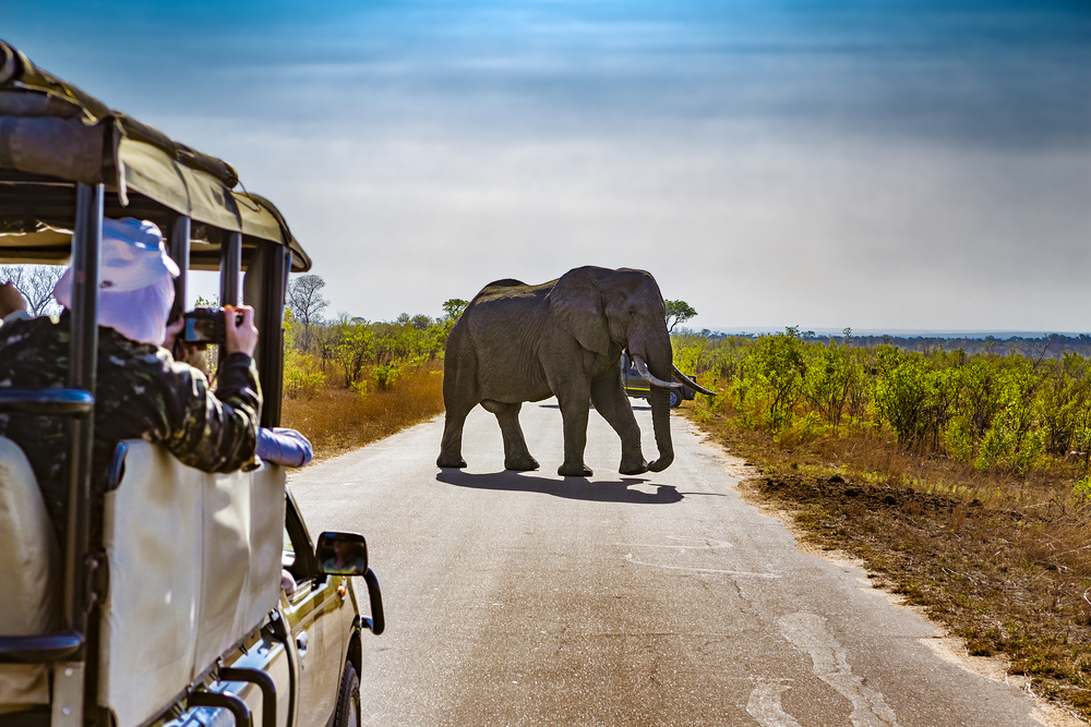 Un turist îi face o fotografie unui elefant în Africa de Sud