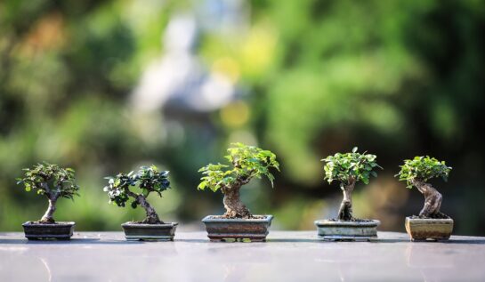 (P) 7 plante asiatice pe care le poți crește la tine acasă