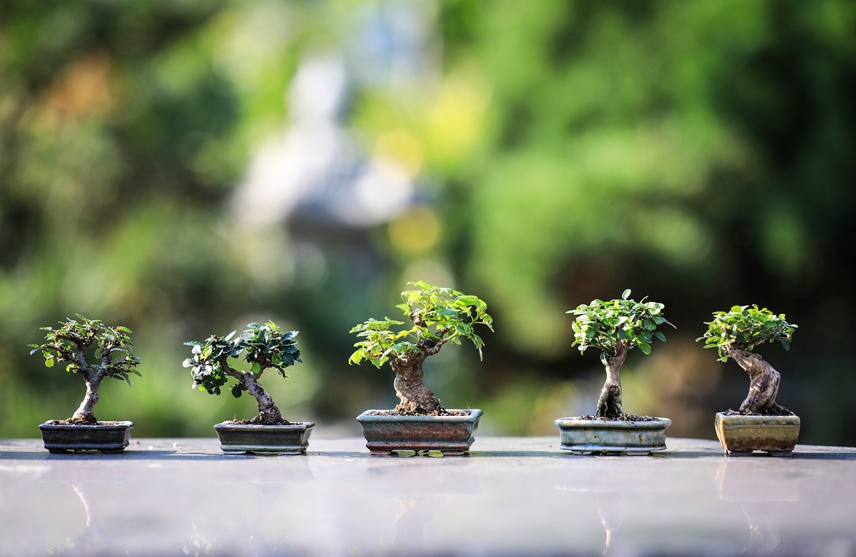 Mai mulți bonsai aranjați frumos pe o terasă