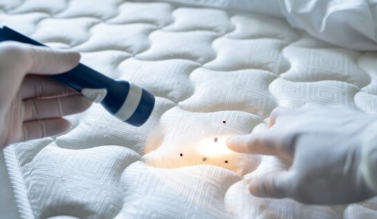 Cum poți scăpa de ploșnițele de pat fără să folosești soluții chimice. Sfaturi utile de la specialiștii în curățenie