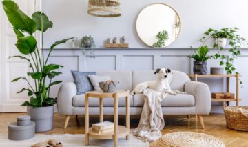 Un living în care se află o canapea pe care stă un câine, dar și mai multe plante de interior cu un miros special