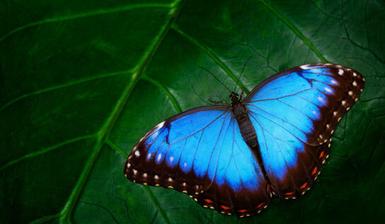 Ce fluture te reprezintă, în funcție de zodie. Transformarea ta poate începe chiar de aici