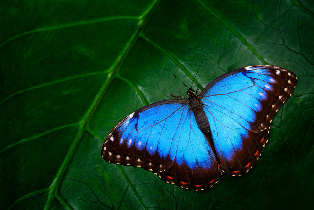 Un fluture albastru pe o frunză verde