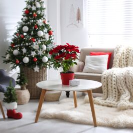 Un living în care se află un brad de Crăciun și o Crăciuniță, una dintre plantele care îți parfumează casa în sezonul rece