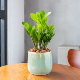 Plantă ZZ, pe o masă de apartament