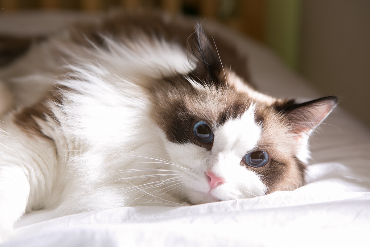 O pisică ce stă întinsă pe o canapea pentru a ilustra beneficiile unui astfel de animal în casă