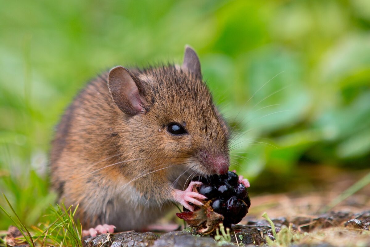 Un șoarece sălbatic care stă și mănâncă o mură