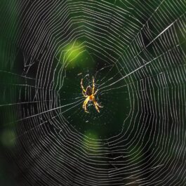 Un păianjen pe o pânză pentru a ilustra ce înseamnă atunci când îl visezi
