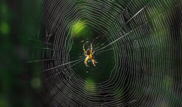Un păianjen pe o pânză pentru a ilustra ce înseamnă atunci când îl visezi