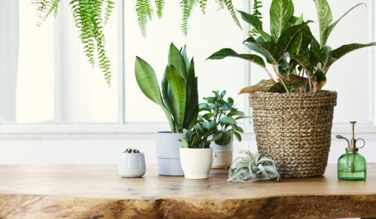 Cum să ai grijă de plantele de interior ca un expert: cele mai bune trucuri