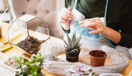 Cum să îți creezi acasă propriul terariu. Cele mai potrivite plante ornamentale