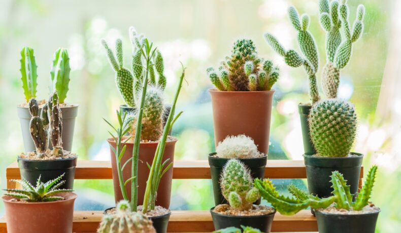Cum se îngrijește corect un cactus. Cele mai bune trucuri recomandate de experți