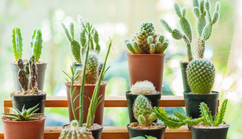 Cum se îngrijește corect un cactus. Cele mai bune trucuri recomandate de experți